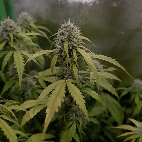 Sweet Bourbon - Auto Kush growlog timeline photo