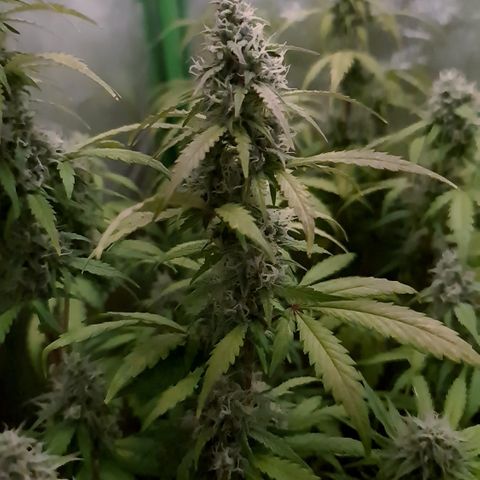 Sweet Bourbon - Auto Kush growlog timeline photo