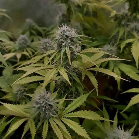 Sweet Bourbon - Auto Kush growlog timeline photo