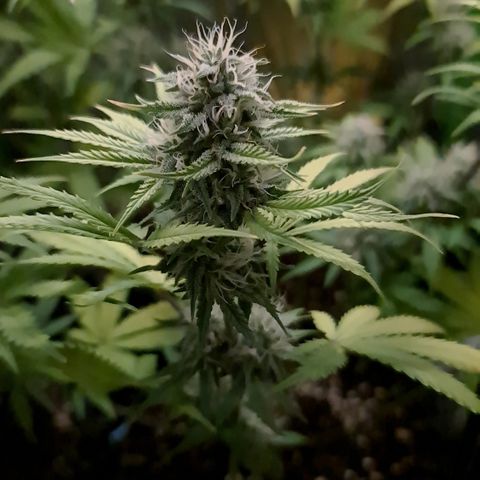Sweet Bourbon - Auto Kush growlog timeline photo