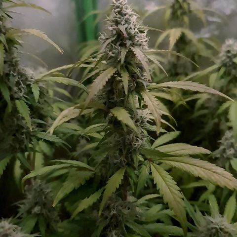 Sweet Bourbon - Auto Kush growlog timeline photo