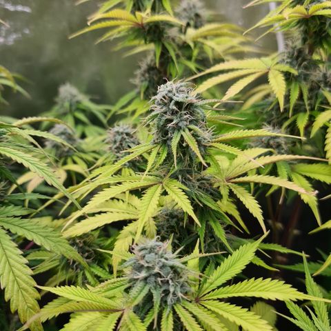 Sweet Bourbon - Auto Kush growlog timeline photo
