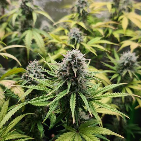 Sweet Bourbon - Auto Kush growlog timeline photo