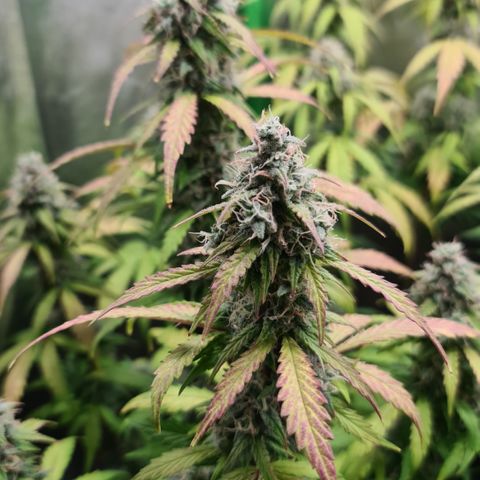 Sweet Bourbon - Auto Kush growlog timeline photo