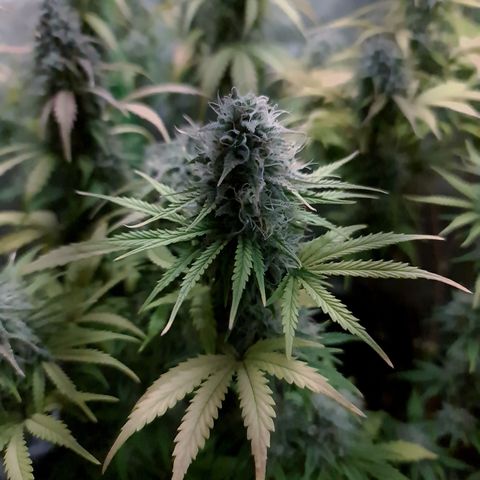Sweet Bourbon - Auto Kush growlog timeline photo