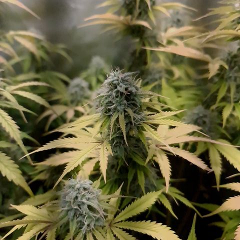 Sweet Bourbon - Auto Kush growlog timeline photo