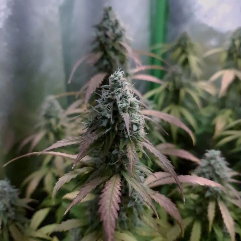 Sweet Bourbon - Auto Kush growlog timeline photo