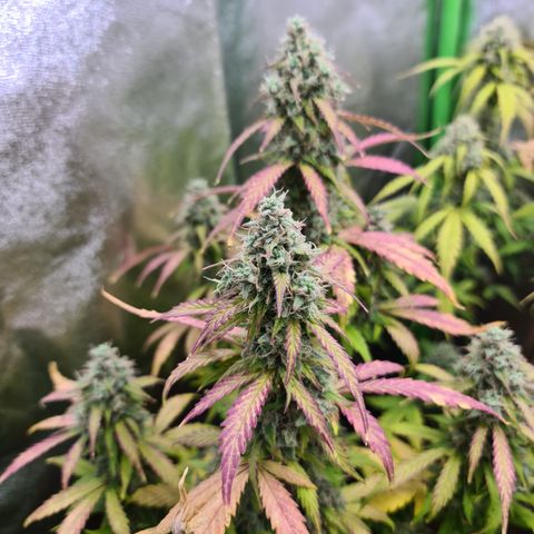Sweet Bourbon - Auto Kush growlog timeline photo