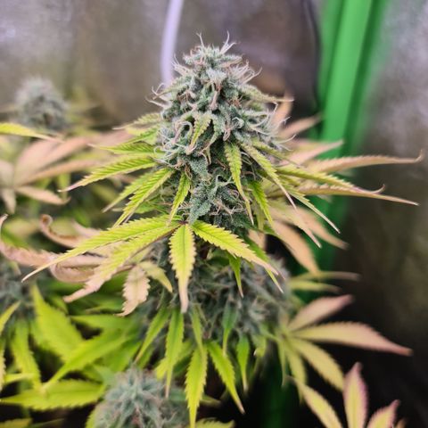 Sweet Bourbon - Auto Kush growlog timeline photo
