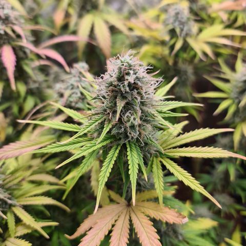 Sweet Bourbon - Auto Kush growlog timeline photo