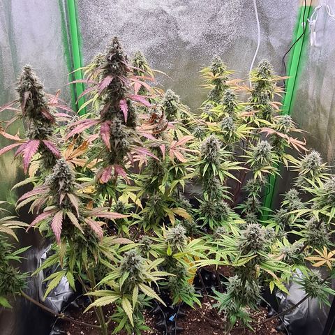 Sweet Bourbon - Auto Kush growlog timeline photo