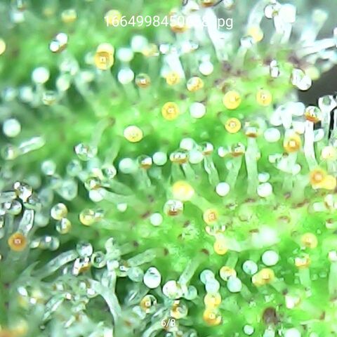 Sweet Bourbon - Auto Kush growlog timeline photo