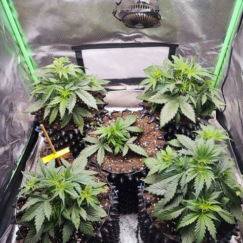Auto Zkittlez  growlog timeline photo