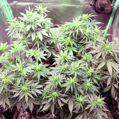 Auto Zkittlez  growlog timeline photo