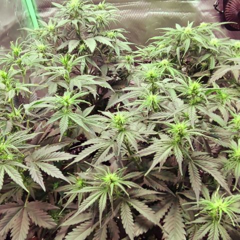 Auto Zkittlez  growlog timeline photo