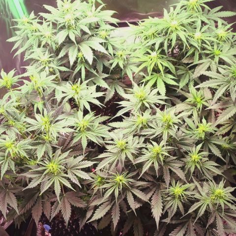Auto Zkittlez  growlog timeline photo