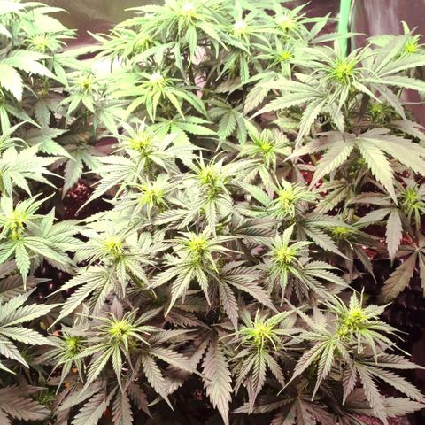 Auto Zkittlez  growlog timeline photo