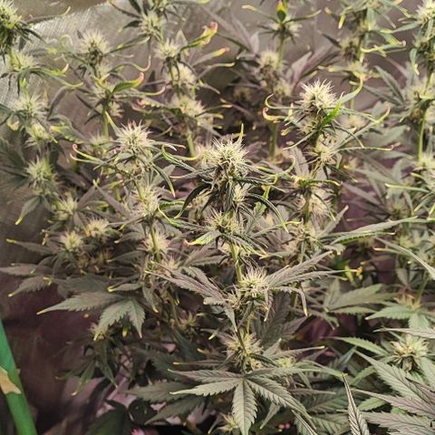 Auto Zkittlez  growlog timeline photo