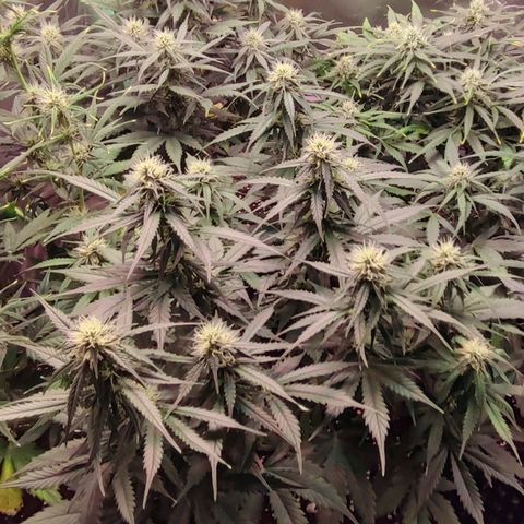 Auto Zkittlez  growlog timeline photo