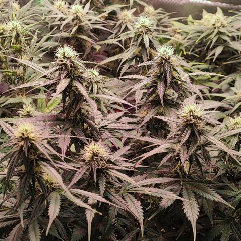 Auto Zkittlez  growlog timeline photo
