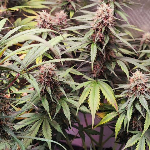 Auto Zkittlez  growlog timeline photo