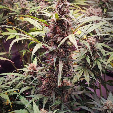 Auto Zkittlez  growlog timeline photo