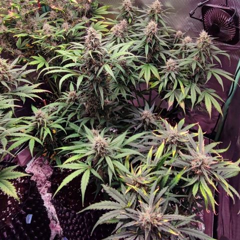 Auto Zkittlez  growlog timeline photo