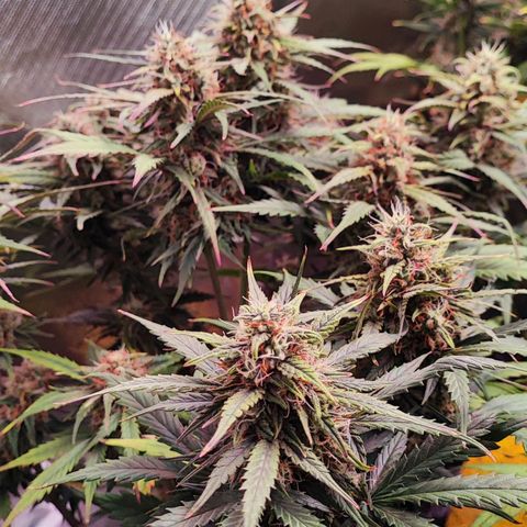 Auto Zkittlez  growlog timeline photo