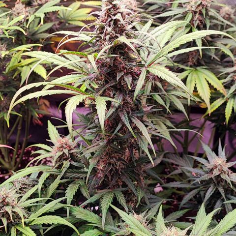 Auto Zkittlez  growlog timeline photo