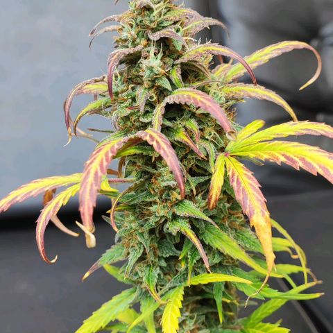 Auto Zkittlez  growlog timeline photo