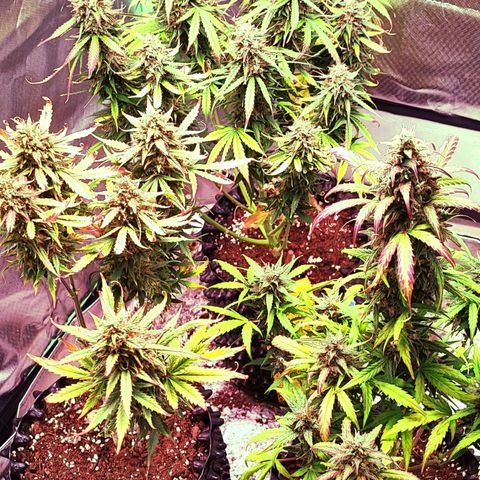 Auto Zkittlez  growlog timeline photo