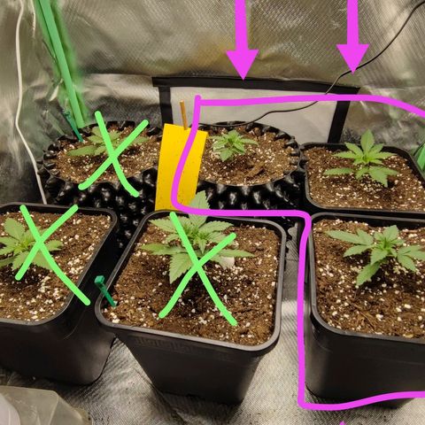 Auto Tropicana Cookies growlog timeline photo