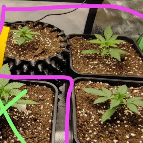 Auto Tropicana Cookies growlog timeline photo