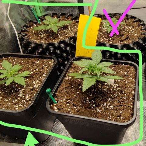 Royal Cheese Automatic growlog timeline photo