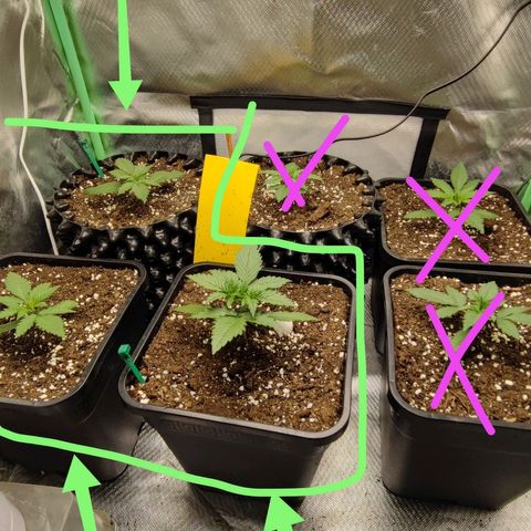 Royal Cheese Automatic growlog timeline photo