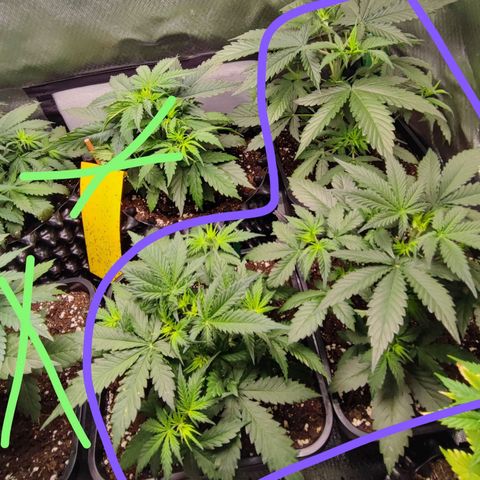 Auto Tropicana Cookies growlog timeline photo