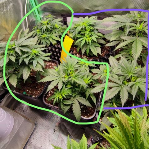 Auto Tropicana Cookies growlog timeline photo