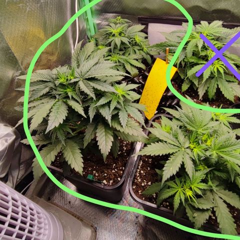 Royal Cheese Automatic growlog timeline photo