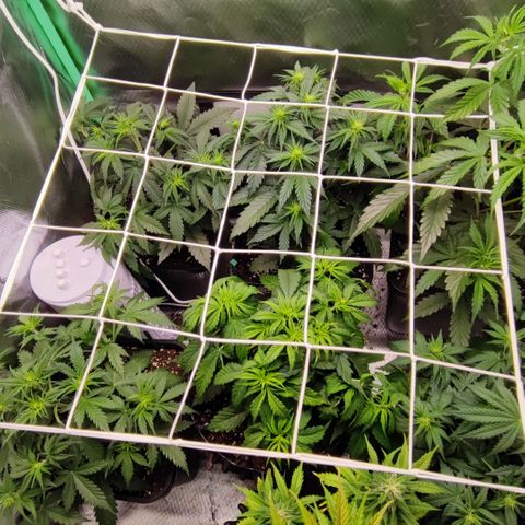 Auto Tropicana Cookies growlog timeline photo