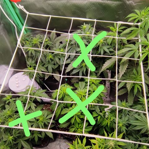 Auto Tropicana Cookies growlog timeline photo