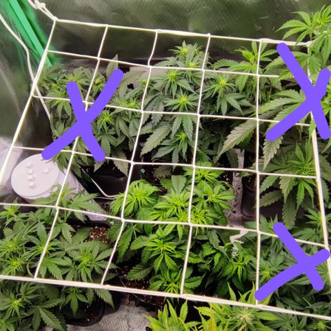 Royal Cheese Automatic growlog timeline photo