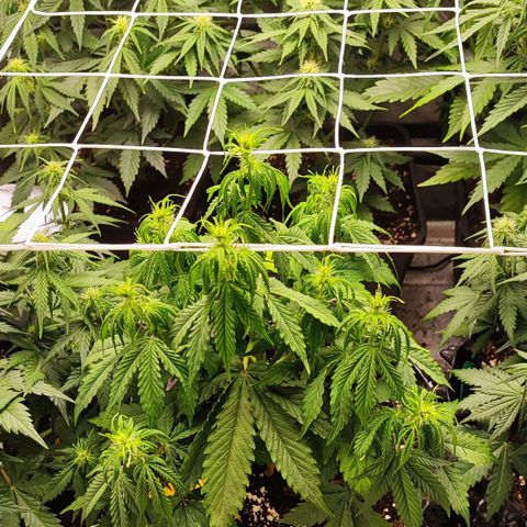 Auto Tropicana Cookies growlog timeline photo
