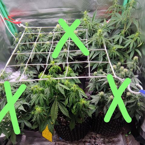 Auto Tropicana Cookies growlog timeline photo
