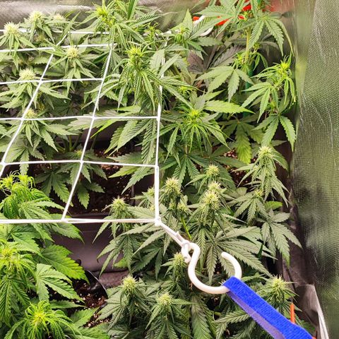 Auto Tropicana Cookies growlog timeline photo