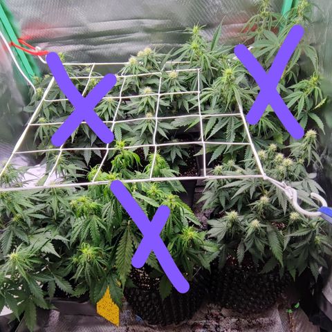 Royal Cheese Automatic growlog timeline photo