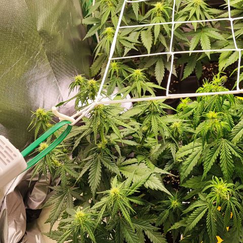 Royal Cheese Automatic growlog timeline photo