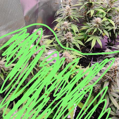 Auto Tropicana Cookies growlog timeline photo