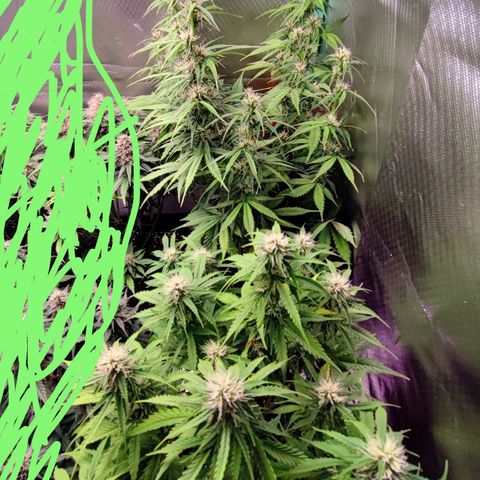 Auto Tropicana Cookies growlog timeline photo