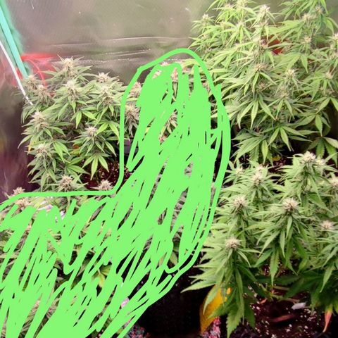 Auto Tropicana Cookies growlog timeline photo