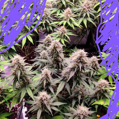 Royal Cheese Automatic growlog timeline photo